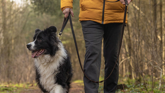 Die beste Lederleine für Hunde: Warum Naturmaterial die richtige Wahl ist
